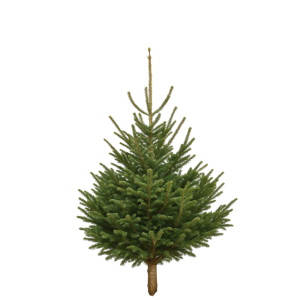 Sapin Nordmann 125cm – 150cm