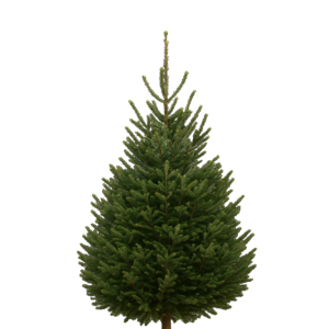 Sapin Nordmann 150cm – 175cm