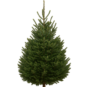 Sapin Nordmann 175cm - 200cm