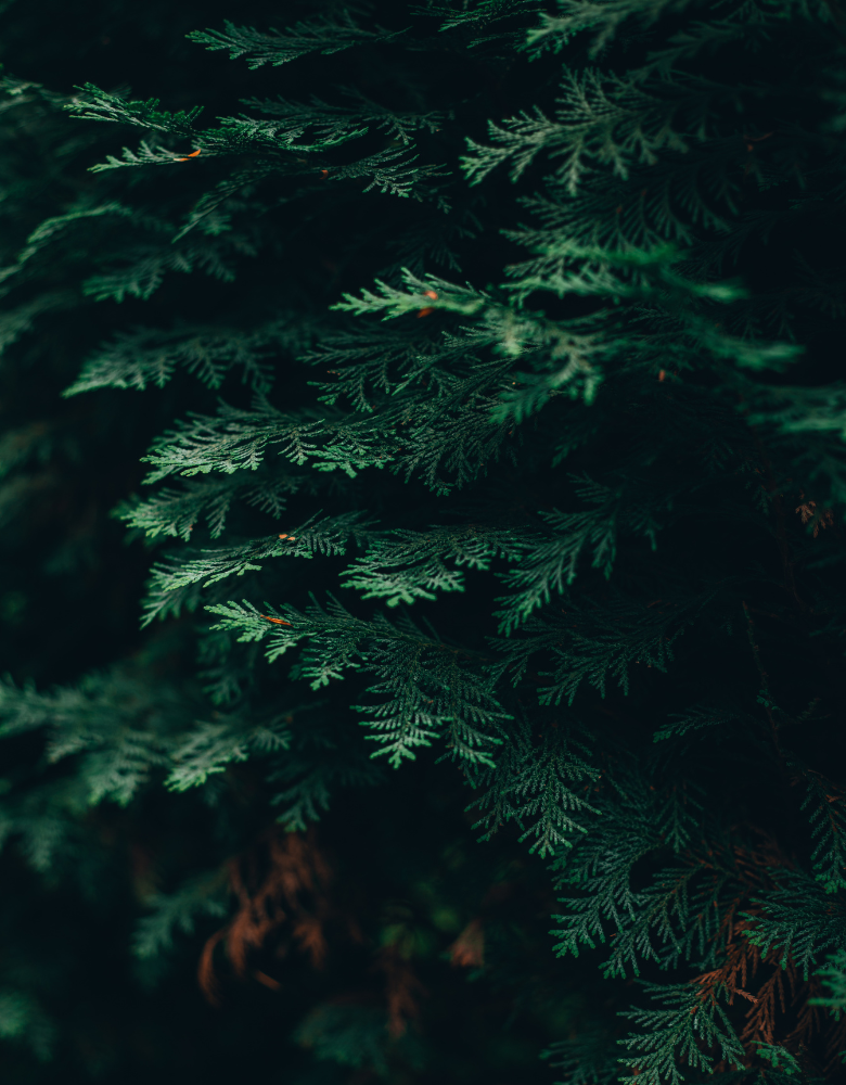 Livraison sapin Noël Noyelles-lès-Seclin 59139